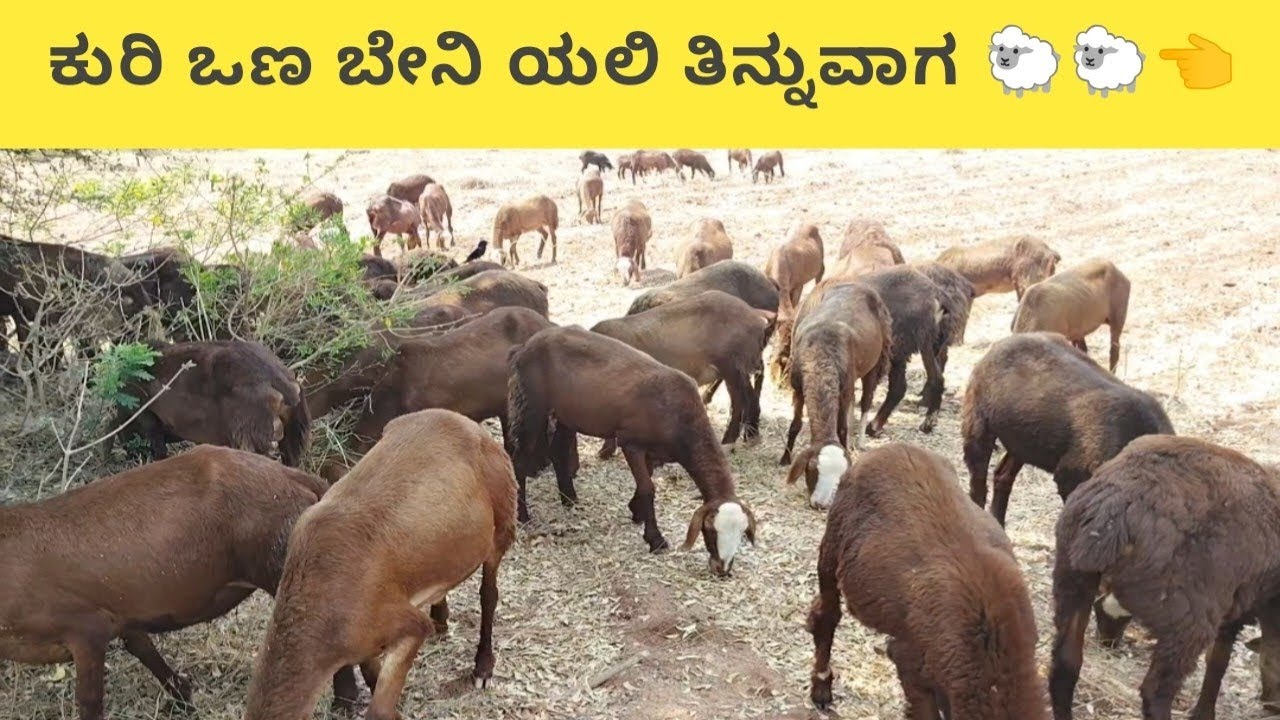 ಕುರಿ ವಣ ಬೇನೆ ಯಲ್ಲಿ ತಿನ್ನುವಾಗ 🐑🐑👈#ಕುರಿ 