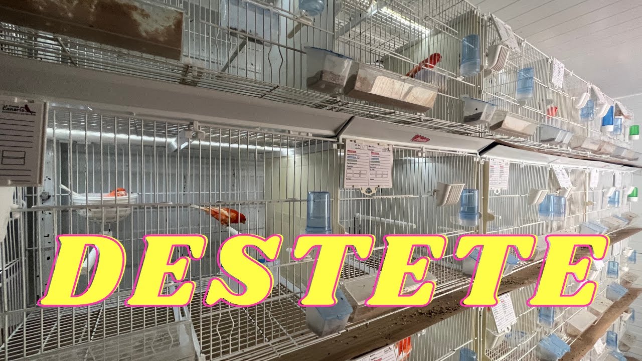 CONSEJOS PARA EL DESTETE EN LOS CANARIOS
