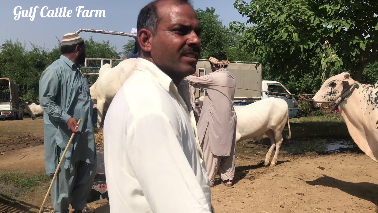 NEW ARRIVALS 11 BULLS🔥🔥||LOADING VIDEO||MASHALLAH||DUMAIL MANdI||05/10/2018||COLLECTION 2019