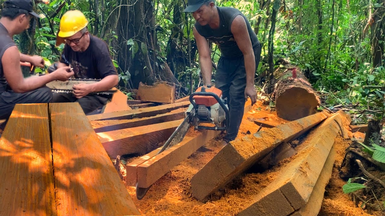 MENGOLAH KAYU BESI YANG TELAH LAMA TUMBANG MENJADI BALOK UNTUK TIANG RUMAH || STIHL 070