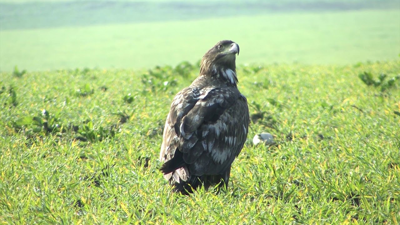 See-  und Kaiseradler
