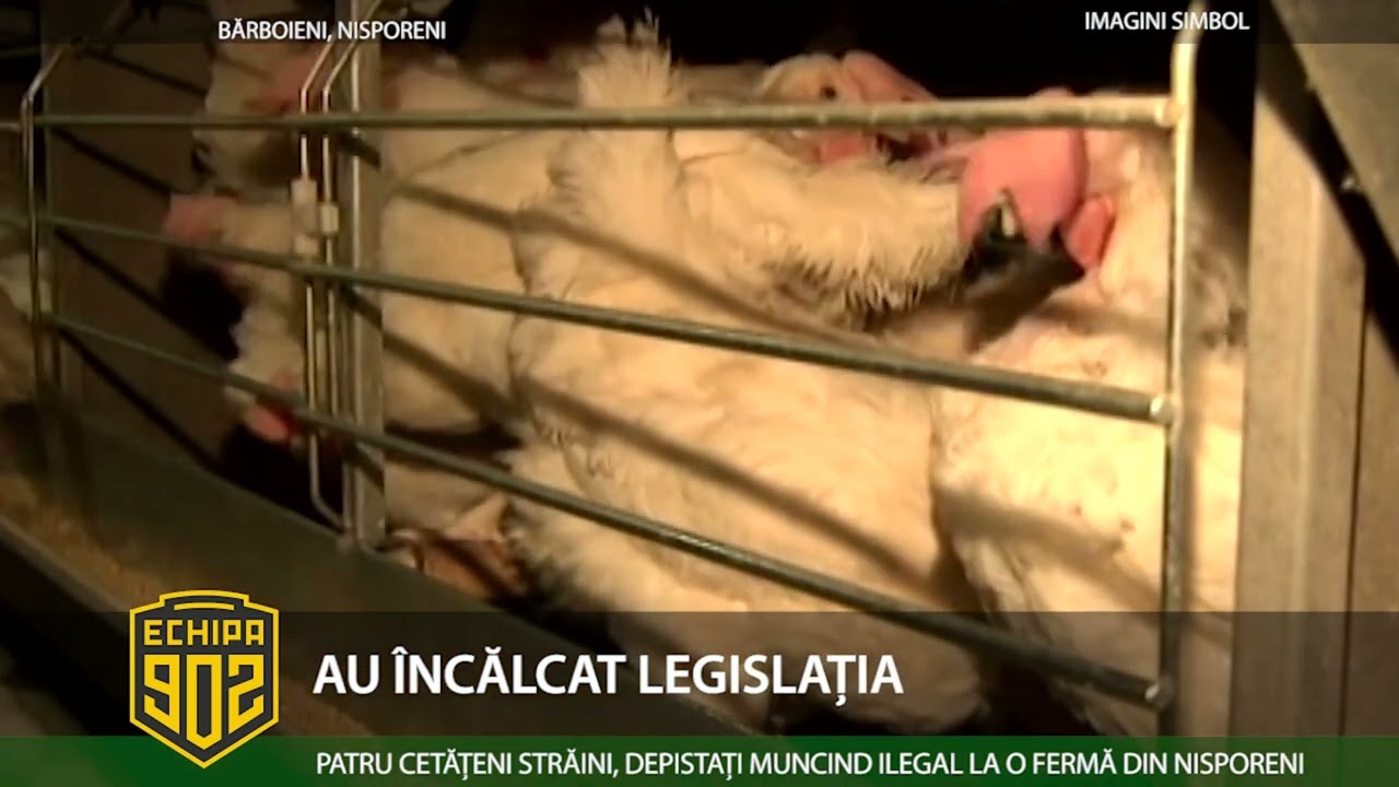 902 AU &Icirc;NCĂLCAT LEGISLAȚIA