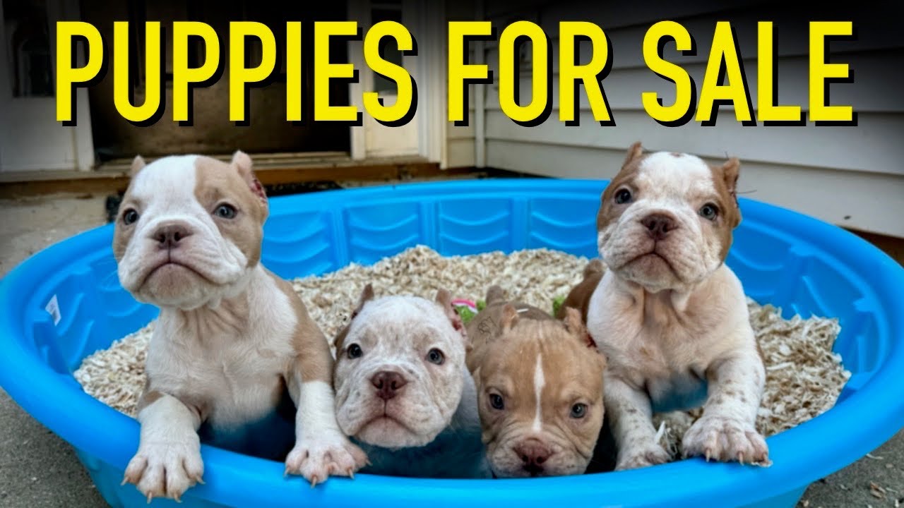 Exotic American Bullies Puppies For Sale/Fresh Ear Crop/Shots