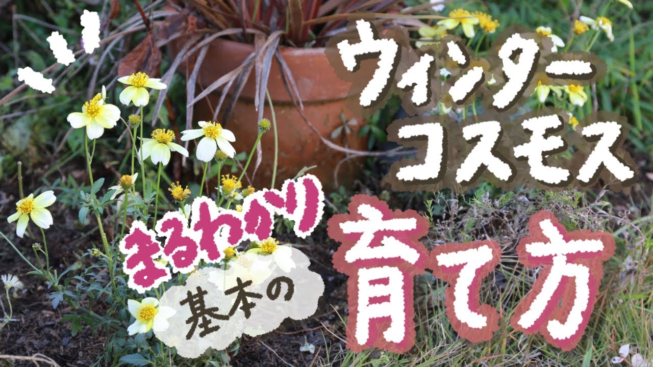 【ウィンターコスモス（ビデンス）の育て方】冬越しなど管理のコツを詳しく解説！🔰でも丸わかり！【ガーデニング】【園芸】