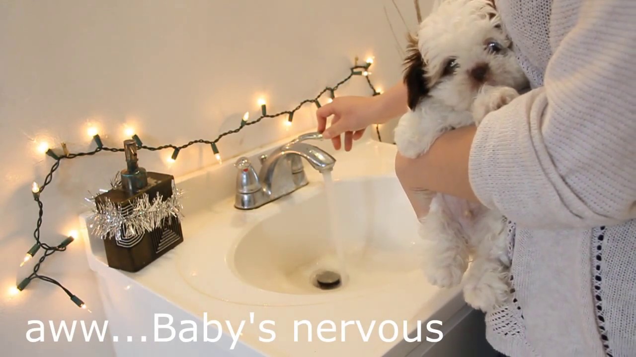 How to bathe your shih tzu