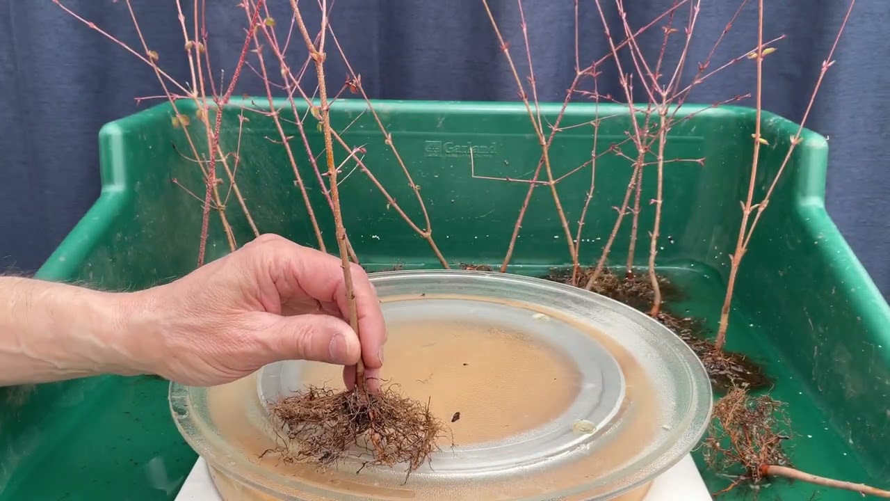 A Fusion Project with my Japanese Katsura Trees. Part 1.  4-April-2025