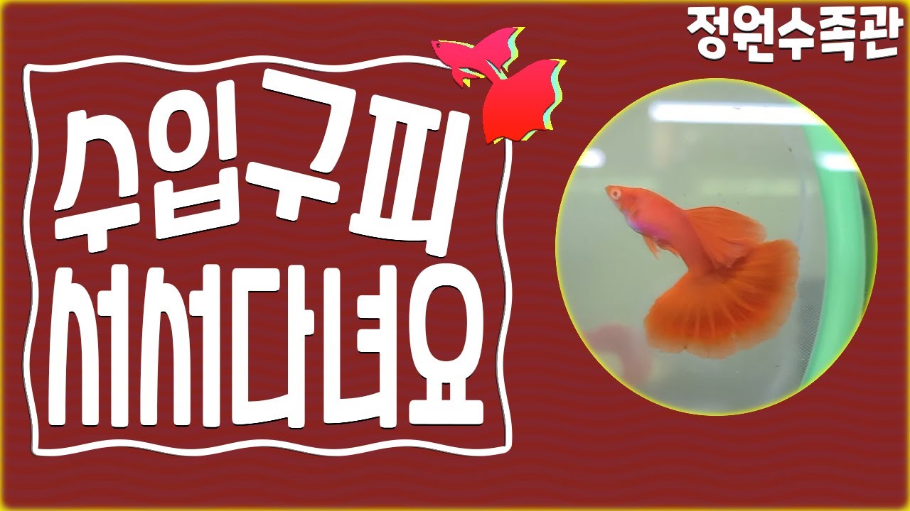 수입구피가 서서다녀요