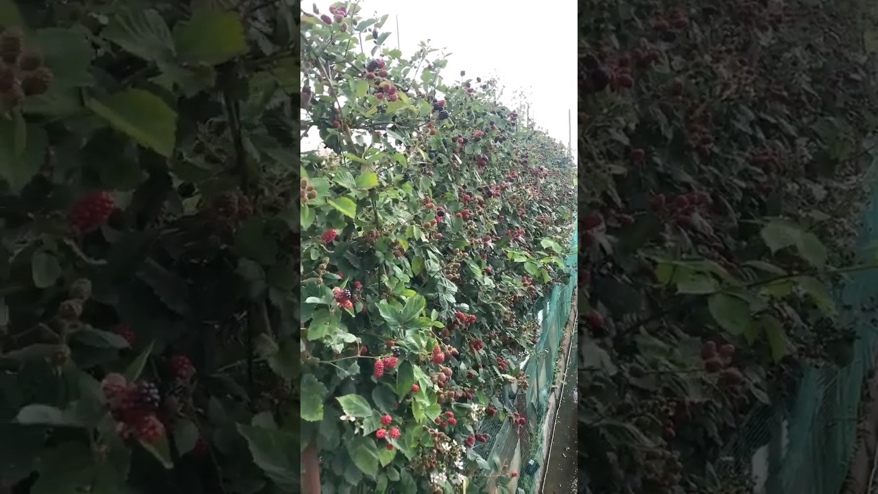 Blackberry can grow for second house fence. #plant #shorts #blackberry #garden #how