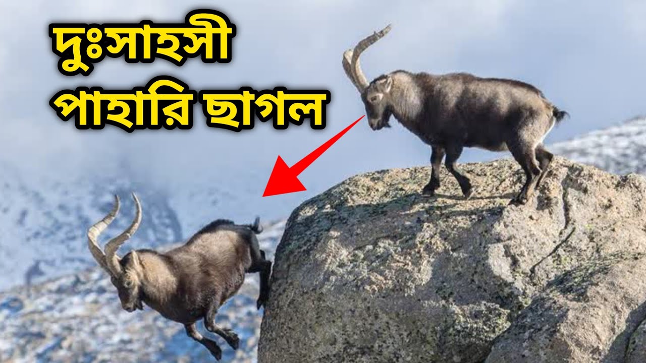 যেখানে মানুষ পড়লেই মৃত্যু, সেখানে ছাগল হাঁটে! | Mountain Goat