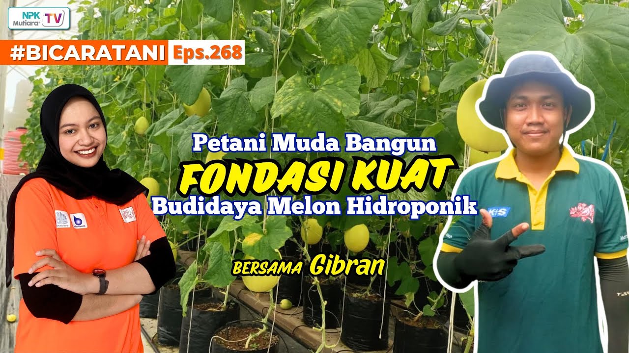 Sarjana Pertanian yang Nyata! Gen Z Konsisten Budidaya Melon Sejak Kuliah | BicaraTani #268