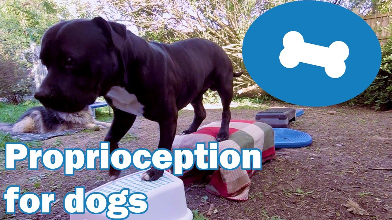 Enrichment and confidence building for your dog with proprioception