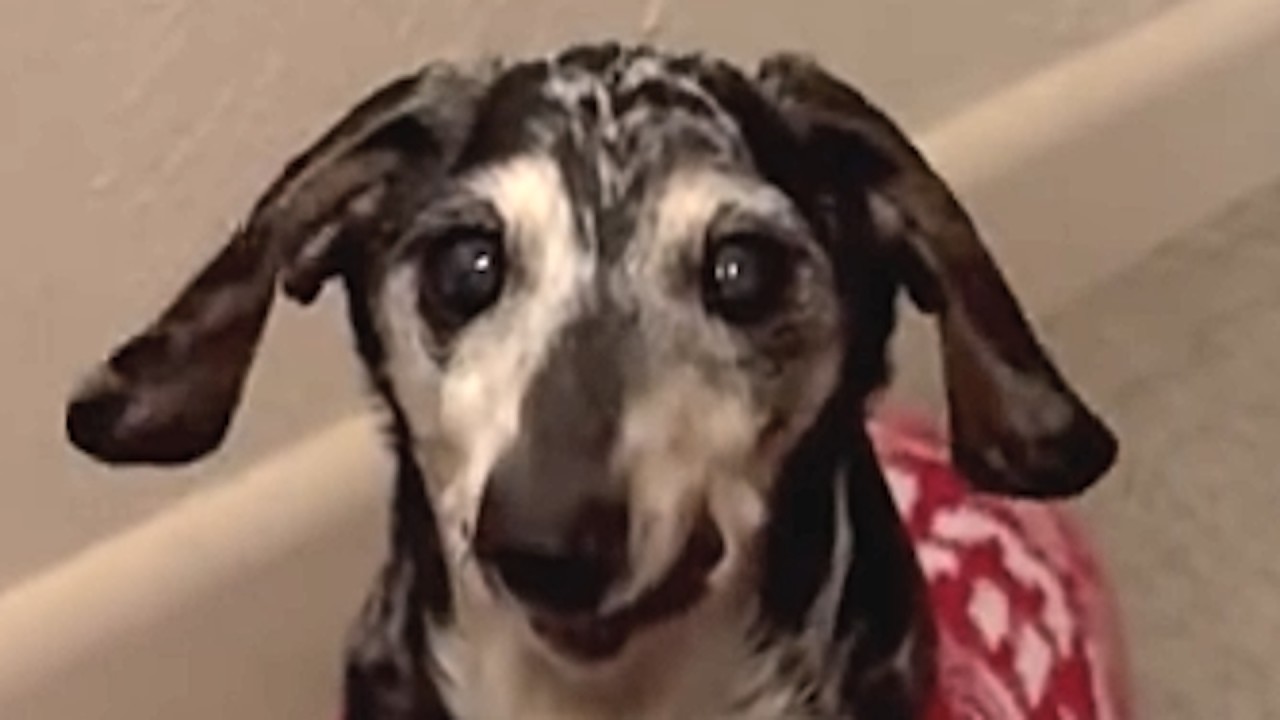 Someone apparently dumped this elderly deaf dog