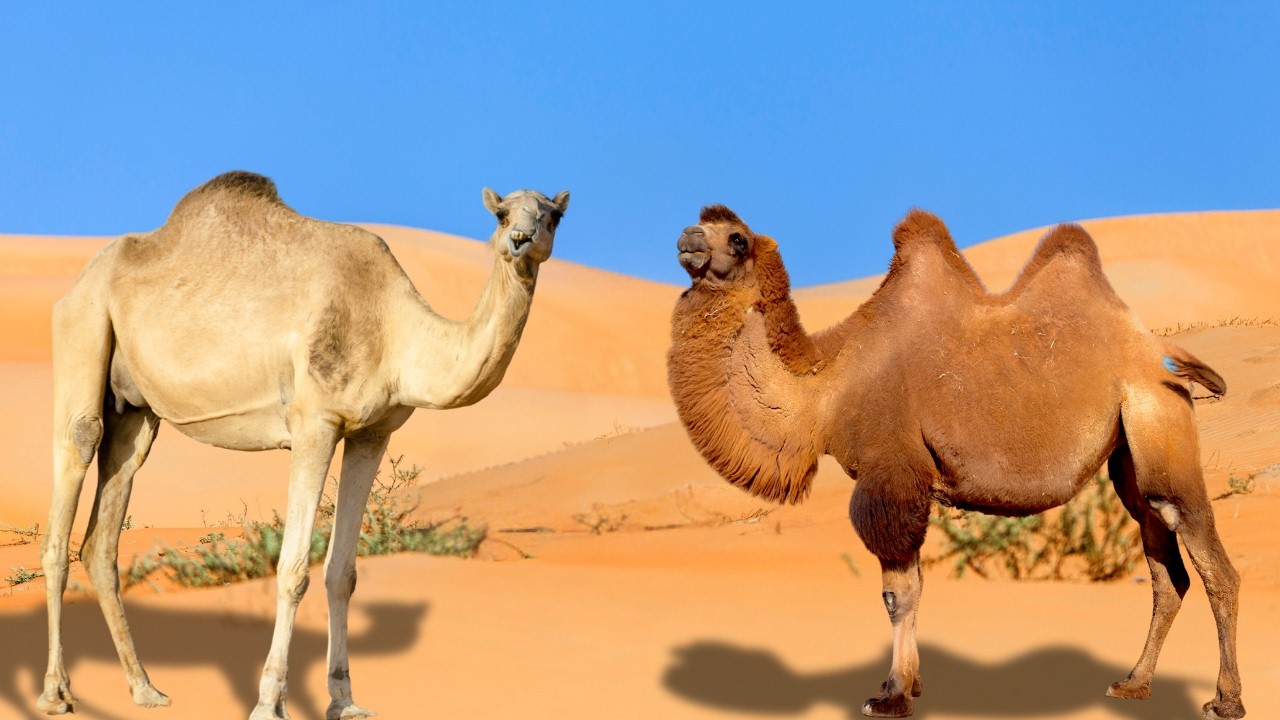 Single Hump vs. Double Hump Camels: Their Secrets To Desert Survival