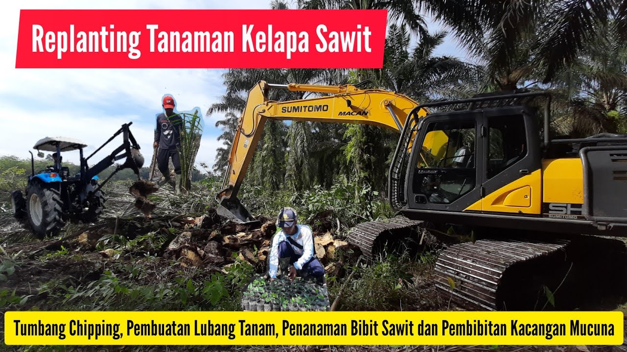 REPLANTING KELAPA SAWIT Mulai Dari Tumbang Chipping Pembuatan Lubang Tanam Penanaman Bibit Sawit dan