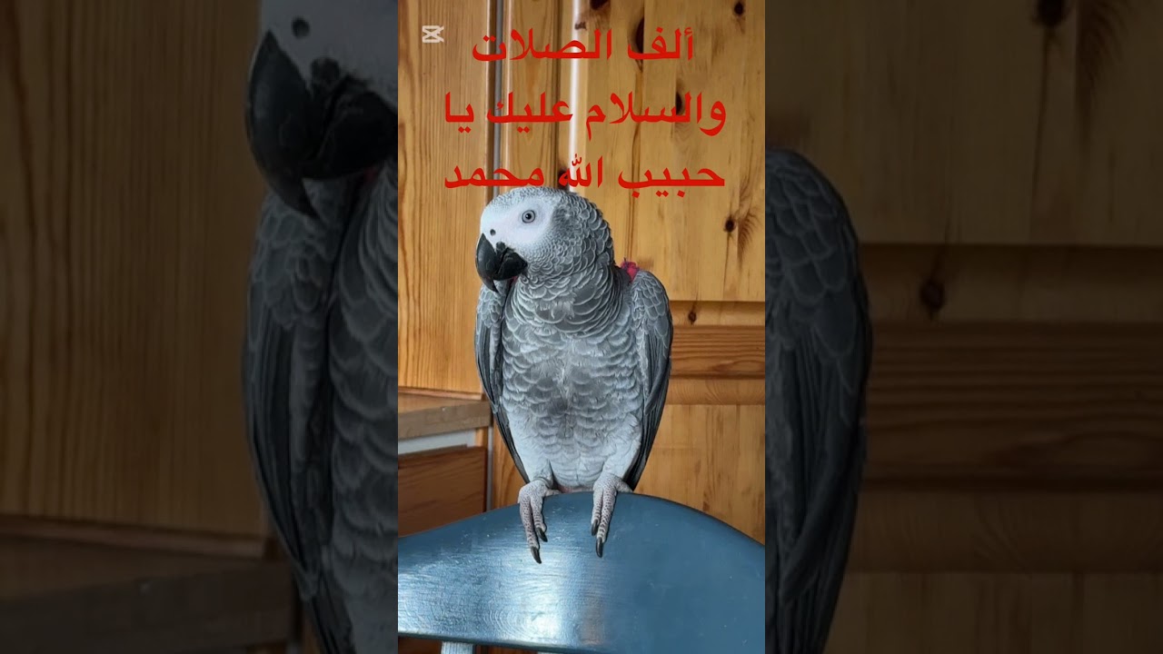تعليم الببغاء ألف الصلاة والسلام عليك يا حبيب الله محمد