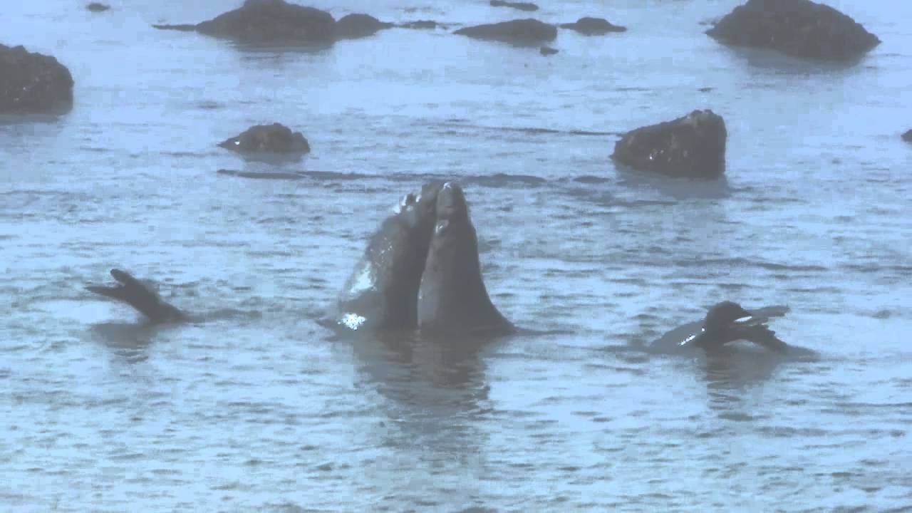 Elephant seals langs highway 1