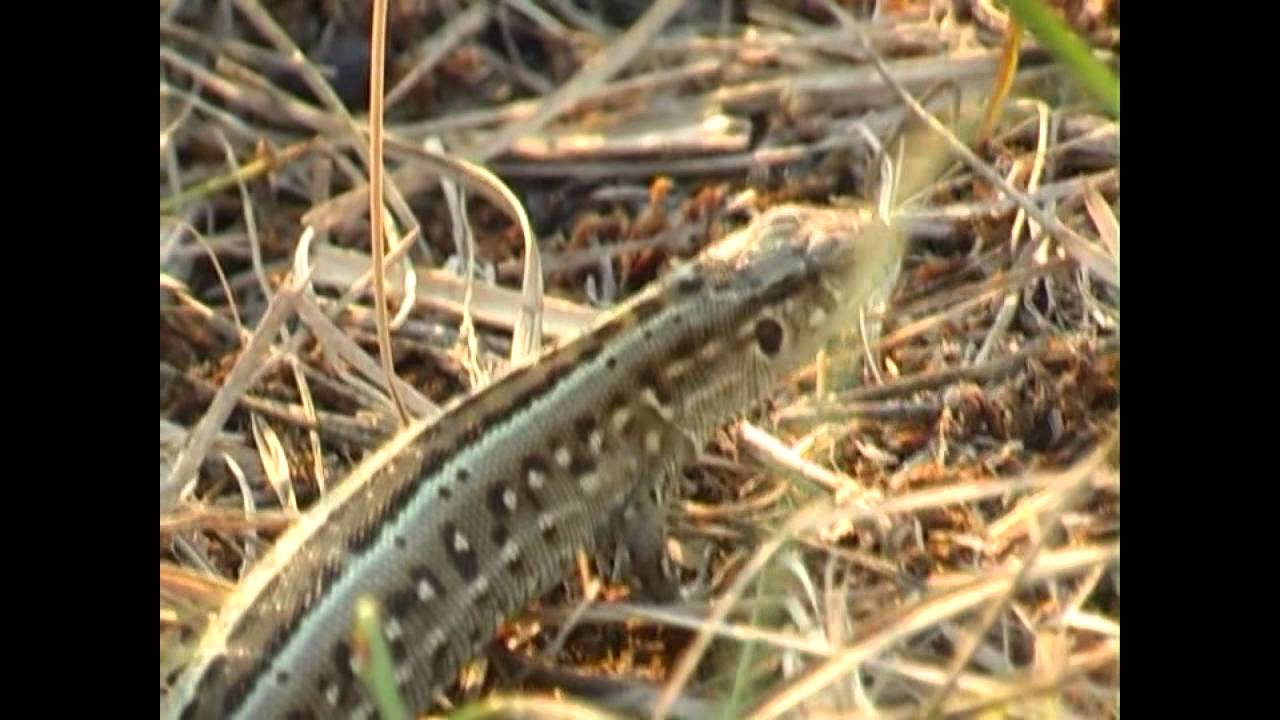 Перлини Прибузького краю.  Кінбурнська коса 16.08.2014