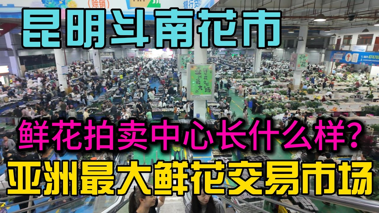 亚洲最大鲜花交易市场！探秘昆明斗南花卉市场鲜花拍卖中心长什么样，价格便宜到离谱