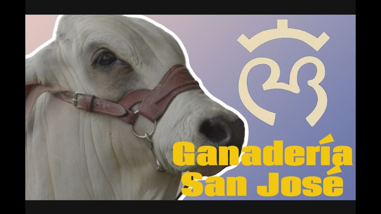 Brahman Gris| ¿Cómo seleccionar un SEMENTAL para mi rancho? | Ganadería San José en Juárez Chiapas