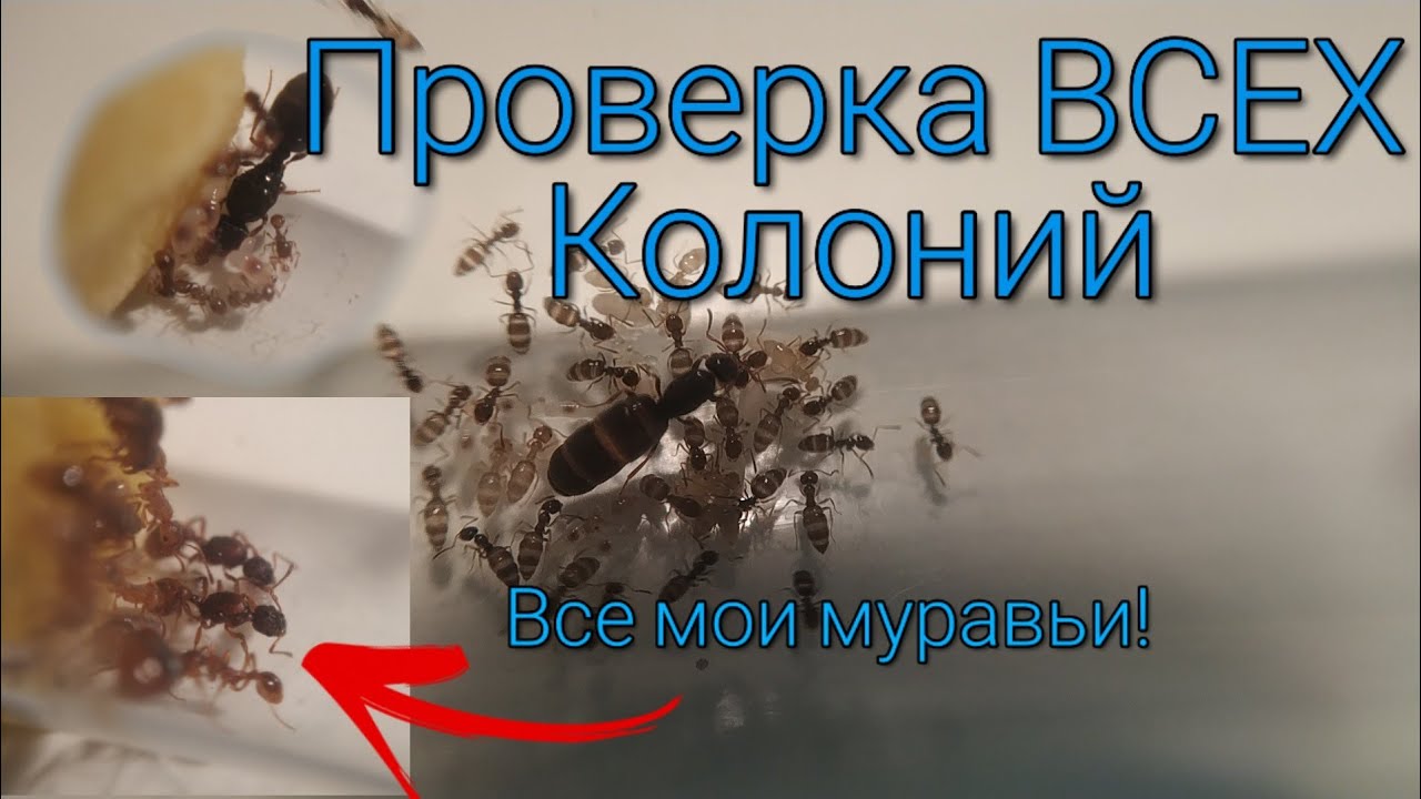 Проверка Всех Колоний! Как поживают все мои муравьи.