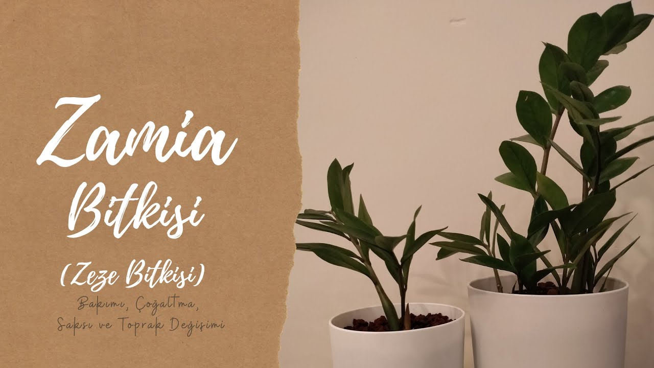 Zamia Bitkisinin Saksı Değişimi ve Çoğaltma