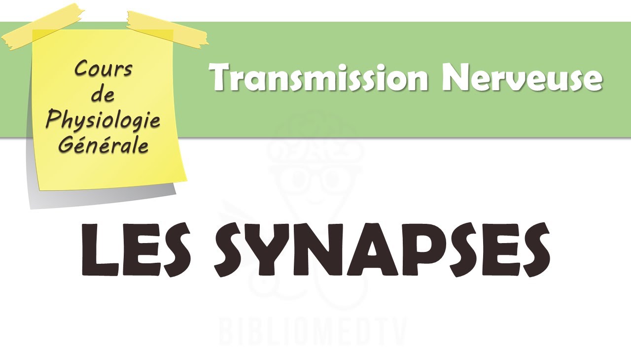 Physiologie Générale - Les Synapses