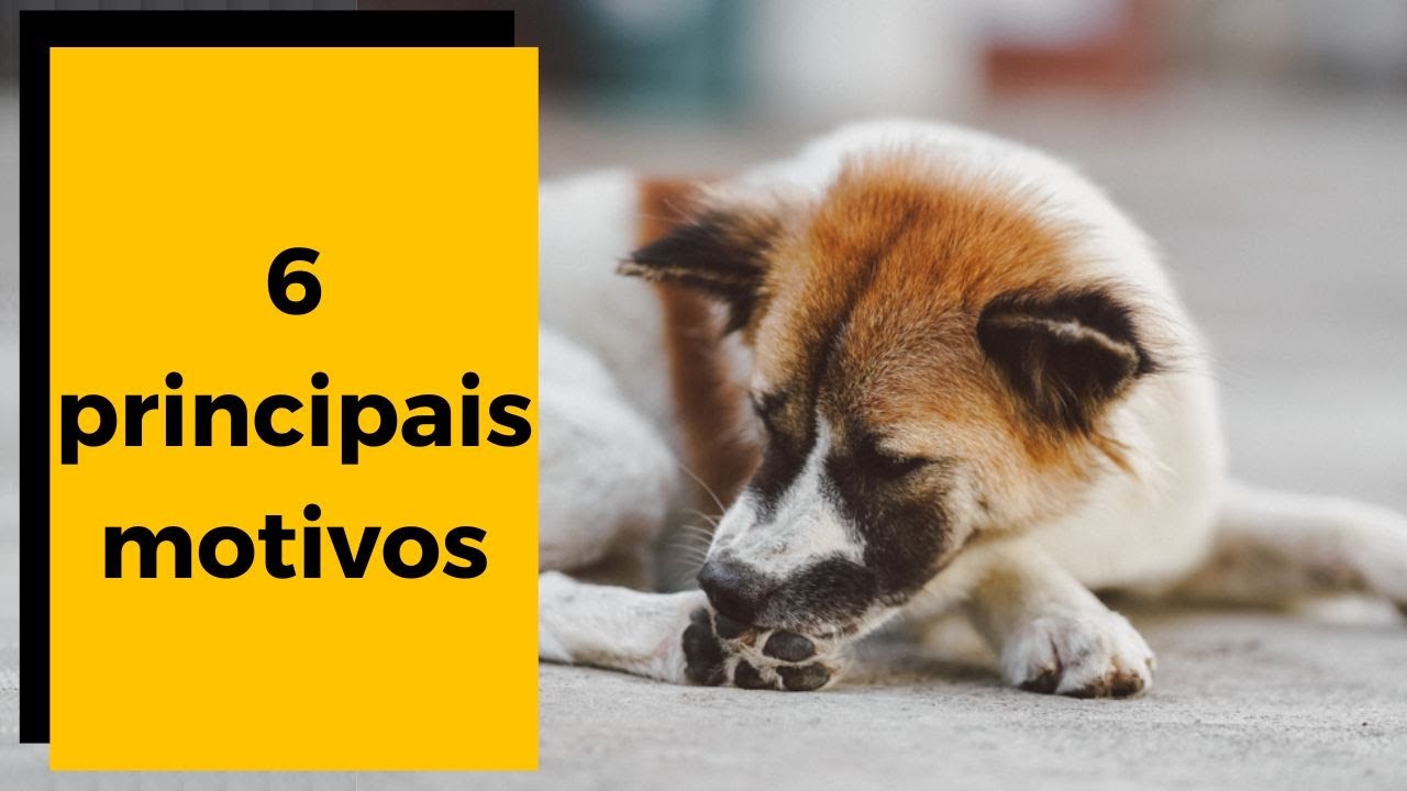 🚫 Cachorro LAMBENDO e MORDENDO A PATA - Causas  [ 6 PRINCIPAIS ] 🐶