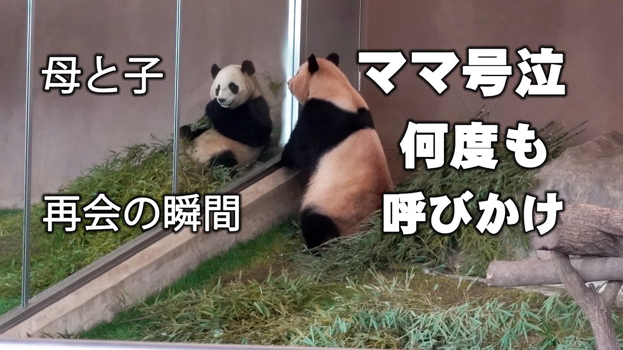 時間おいて何度も泣く母🐼、我が子と気がついた瞬間と飼育員さん来て再び号泣😢泣きながら子を呼び続ける母パンダ良浜
