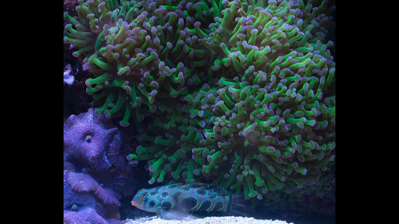 Frogspawn Coral Fragging - Done correctly this time