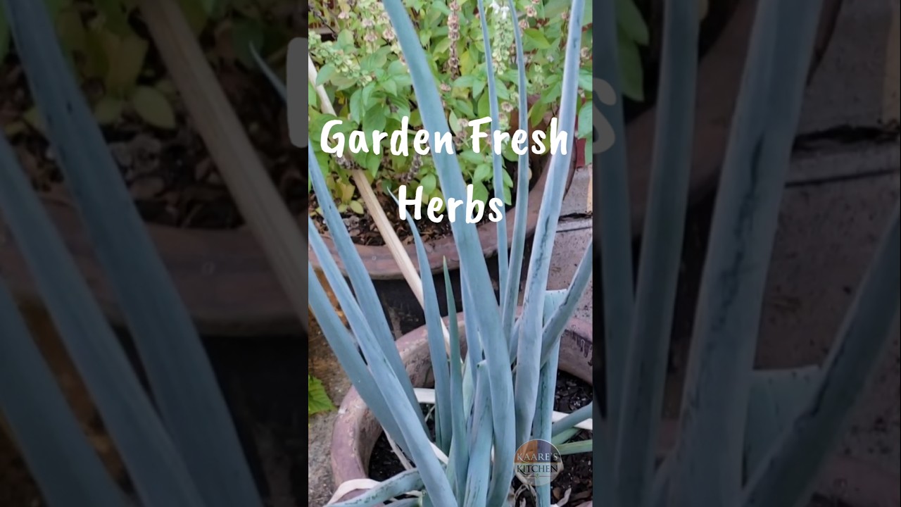 Picking Fresh Garden Herbs for Cooking | Rosemary, Sage, Basil, Mint & Green Onions