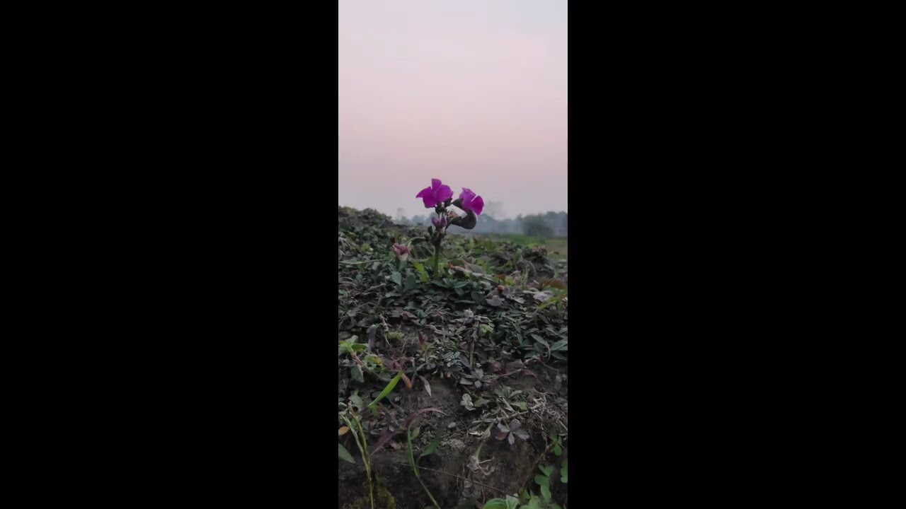 প্রবাসীদের কষ্টের বর্ননা নিয়ে হুজুরের কান্নার ওয়াজ। Anisur Rahman Ashrafi। আনিসুর রহমান আশরাফি। 2026