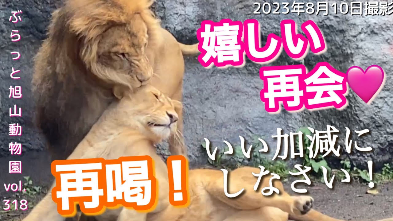 【今日のライオン】オリト＆イオ喜びの再会に見つめ合うふたり🩷今日もザリアの喝が！何があったの？vol318@旭山動物園/Reunion of the lion couple!