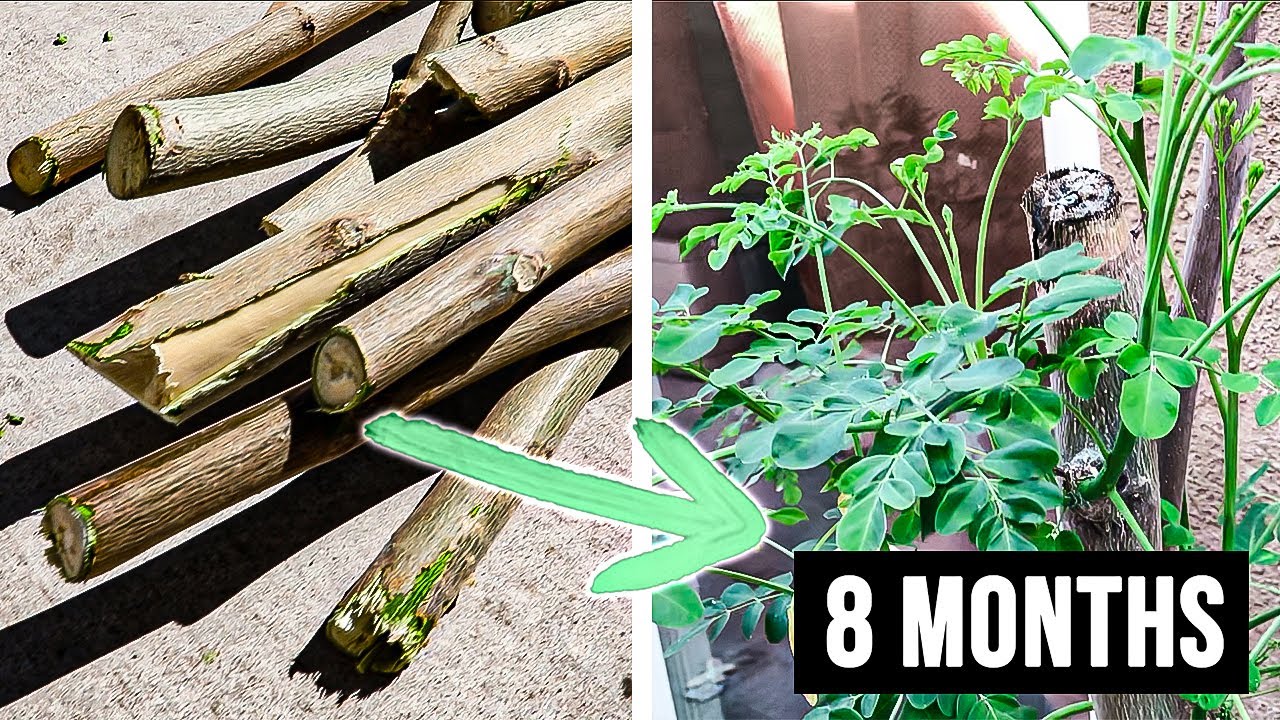 5 easy steps to growing more MORINGA cuttings!