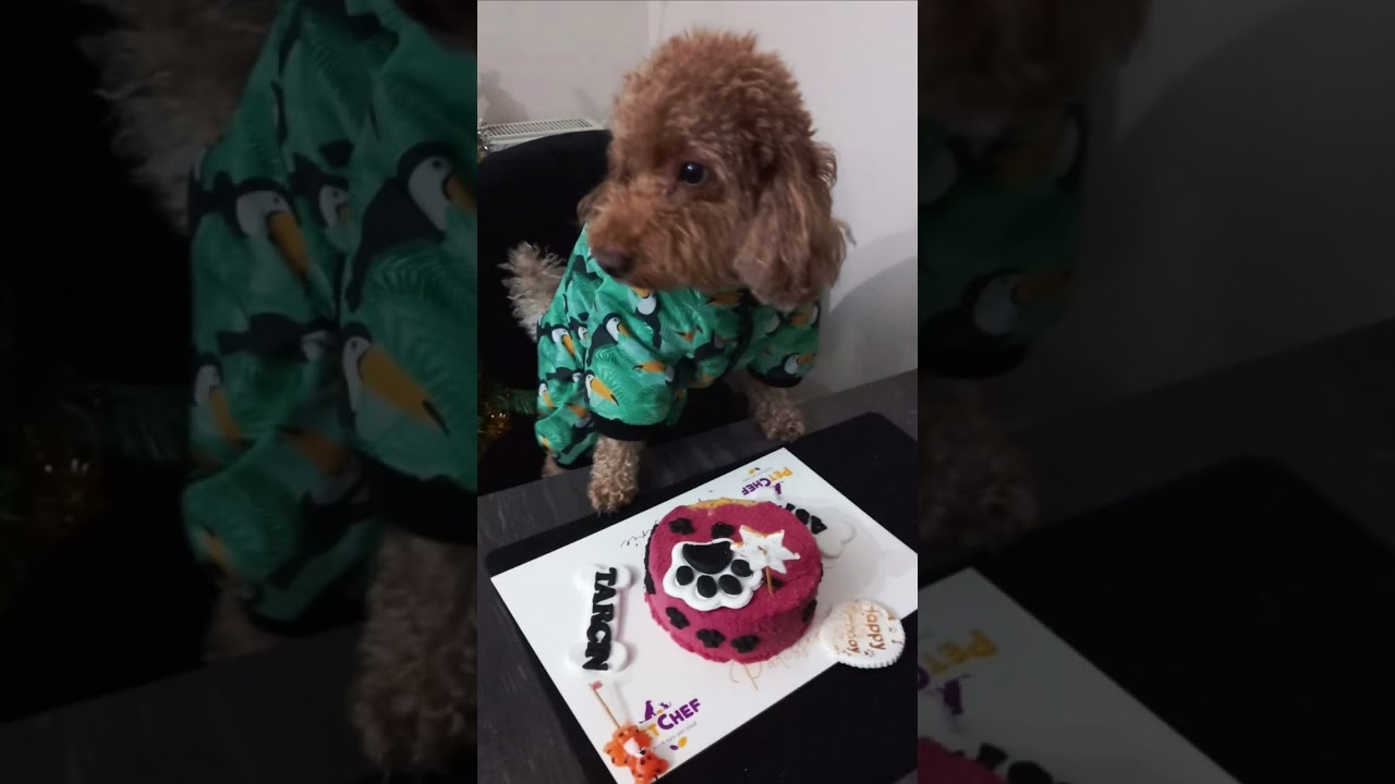 PetChef pastaları 🎂👉🏻 bu ay doğan g&uuml;zel patiler i&ccedil;in hazırlandı🐾