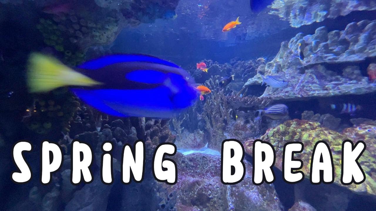 spring break vlog
