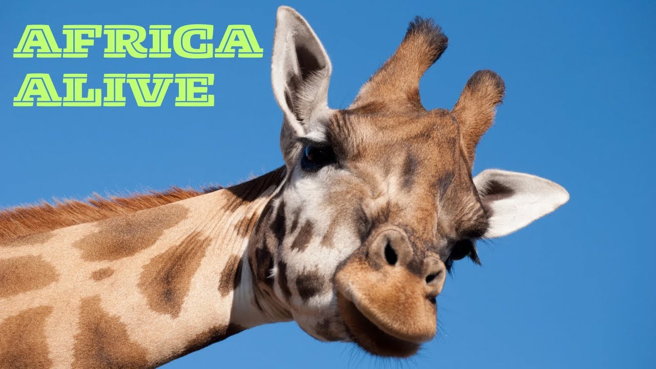 Walk Around Africa Alive Zoo In Lowestoft