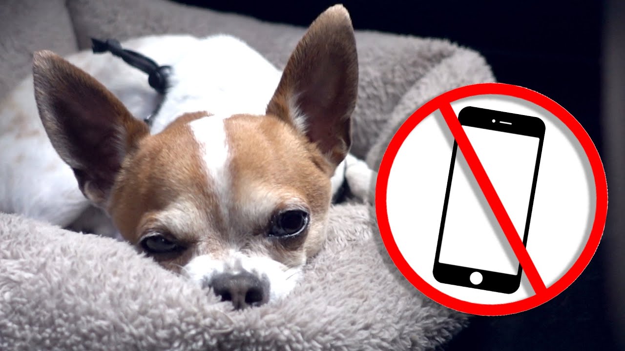 What do dogs think of smartphones