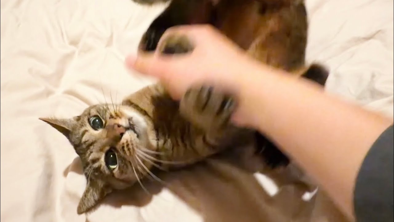 猫算