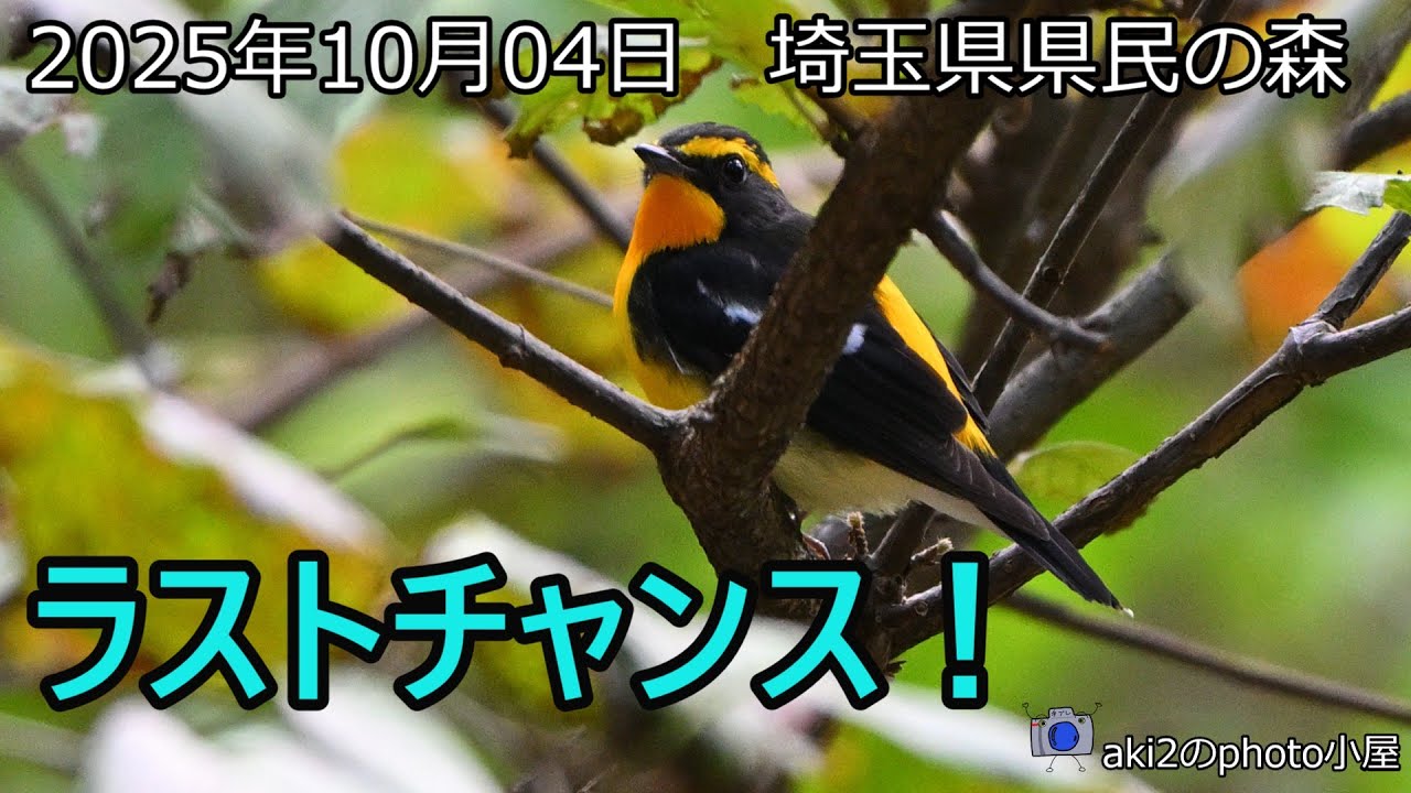 探鳥　埼玉県県民の森2025年10月04日　キビタキ、キクイタダキ、クロツグミ、エナガ、ヒガラ、ヤマガラ、コガラ、シジュウカラ、アカゲラ、コゲラ他
