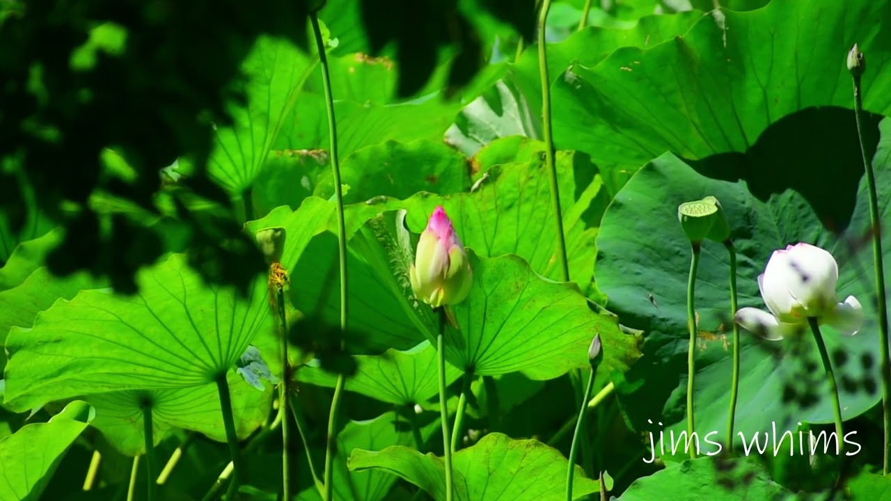 Blooming Tales: Last of the Lotuses