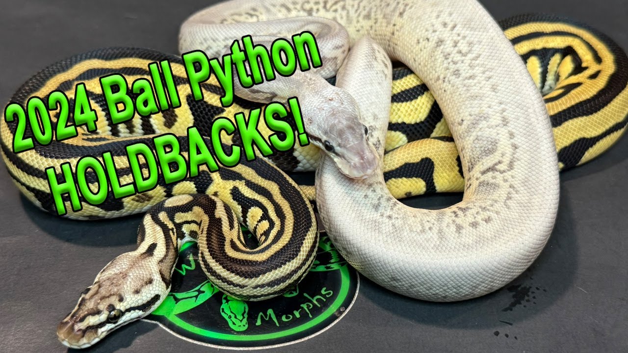 2024 Ball Python Holdbacks