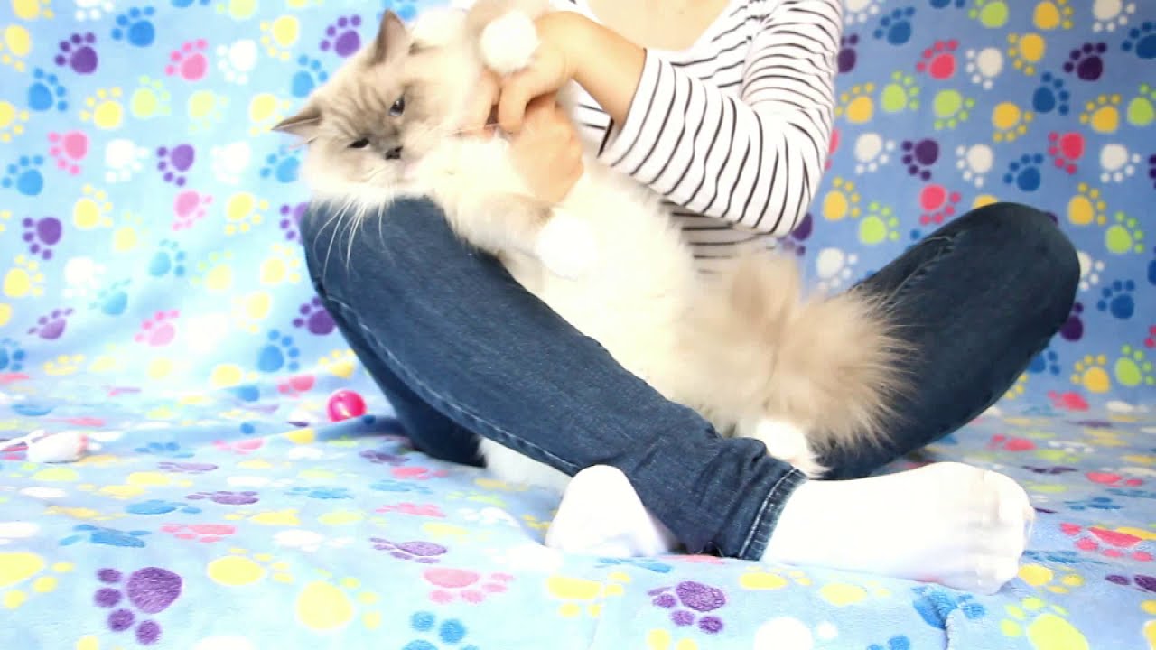 Sanjiro Fiorente*CZ - 9 months - another video