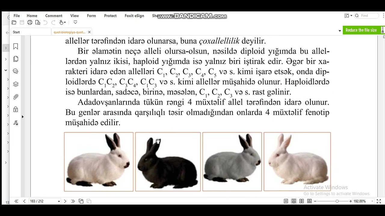 &Ccedil;oxallelik , qan qruplarımın allel genləri