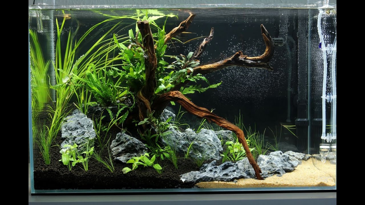 Aquascape ADA Cube Garden 60p - a little piece of mekong - Day 1