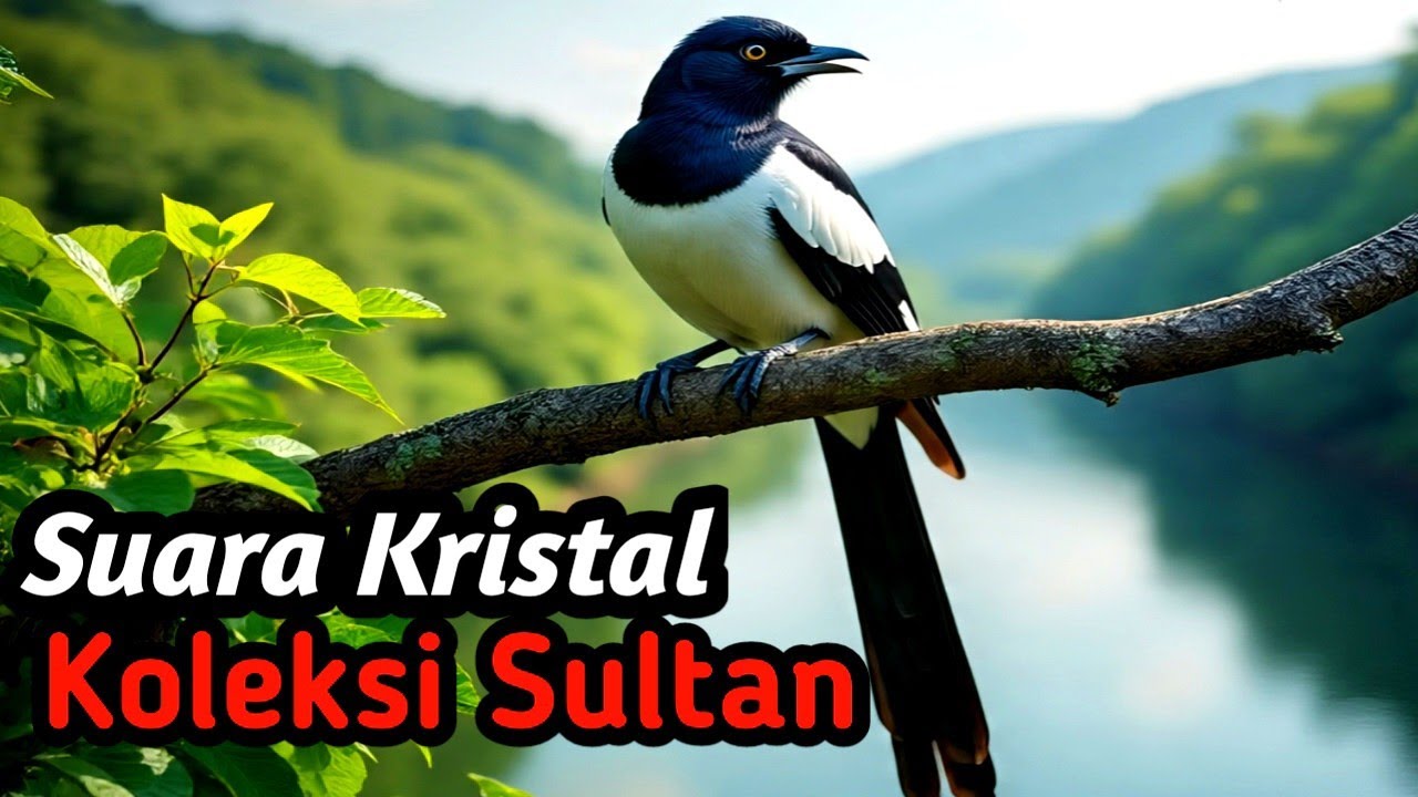 Masteran Kacer Natural Soundscape | Flowing River & Forest Ambience for Relaxation Training