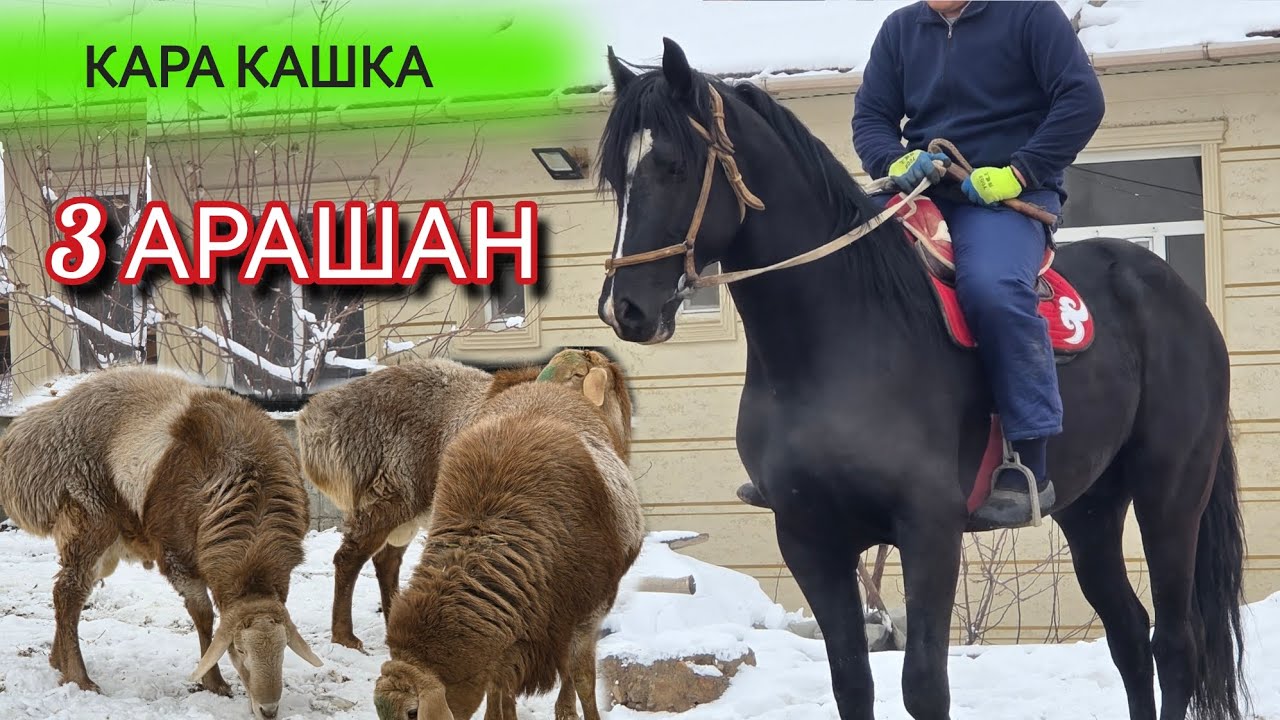 ЕВРОПАНЫН АРГЫНЫ ТАЗАСЫНАН  ҮЧ АРАШАН МАДЫДА
