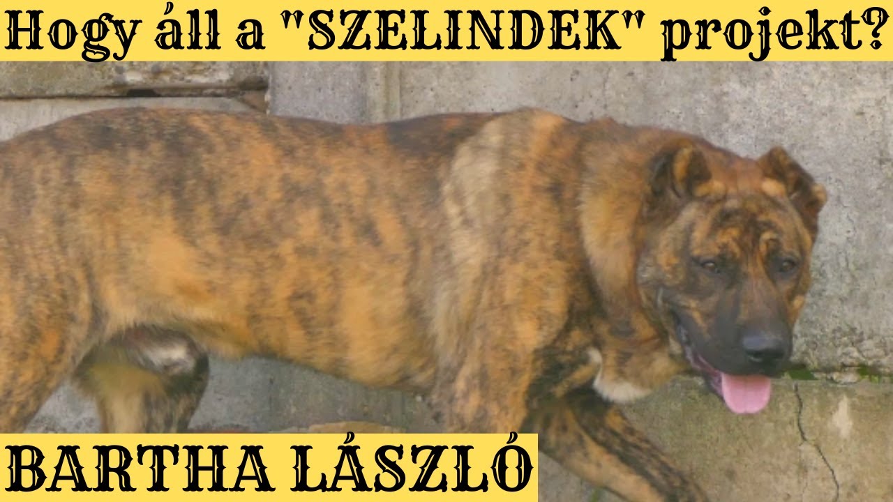 Hogy áll a 