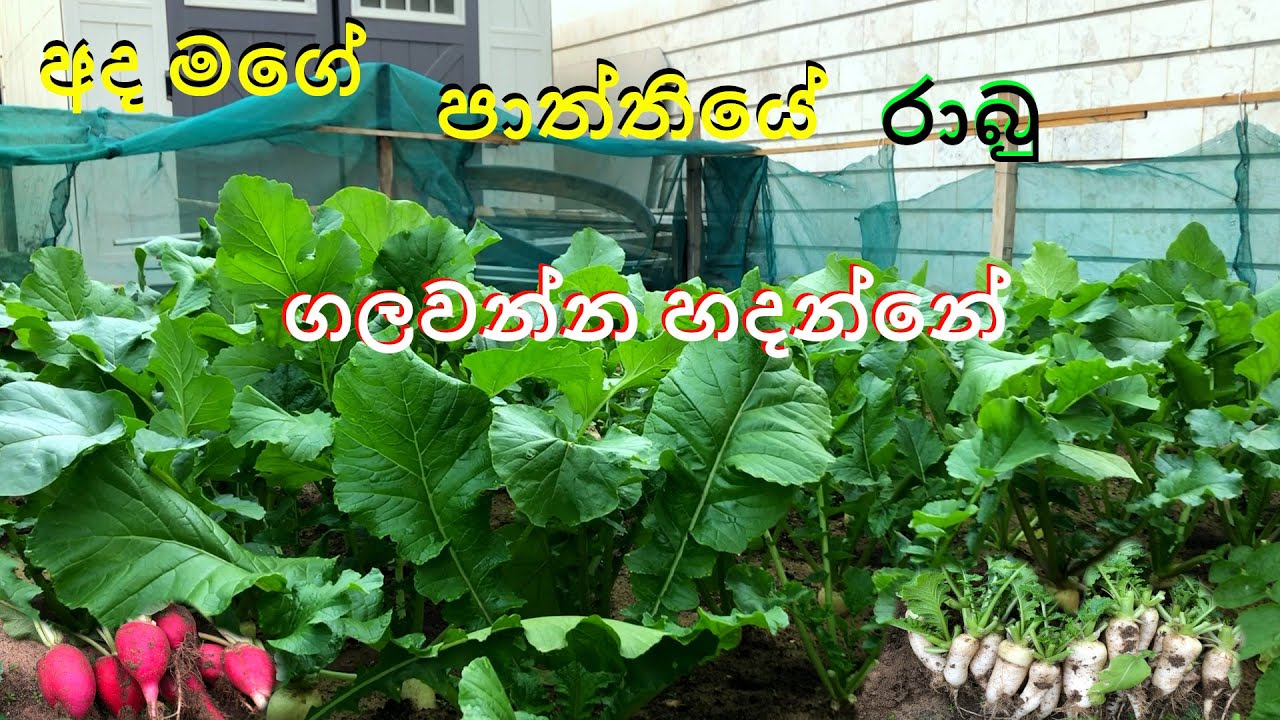 මගේ ගෙවත්තේ රාබු ගලවන්න හදන්නේ / my home radish /ඛාබණික රාබු වගාව