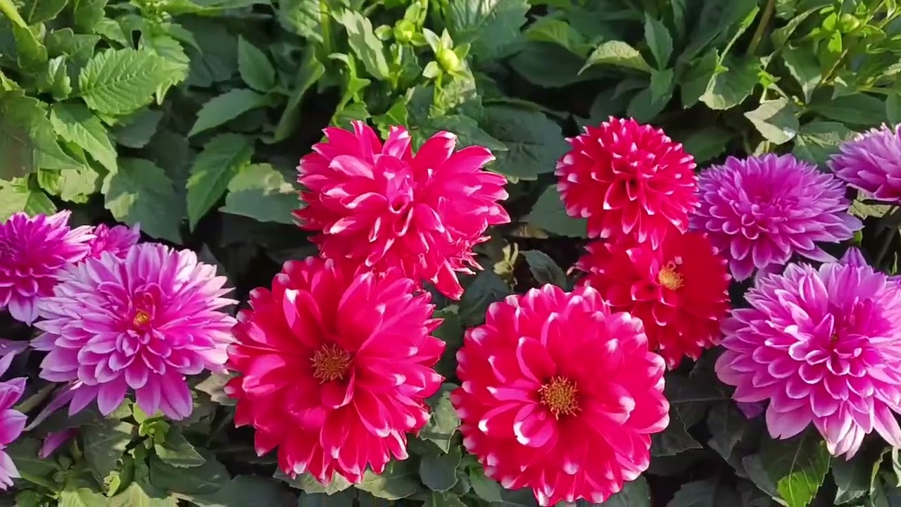 FRESH BLOOMS FLOWERS ONLY FOR WINTER SEASON THIS KINDS OF PLANTS 