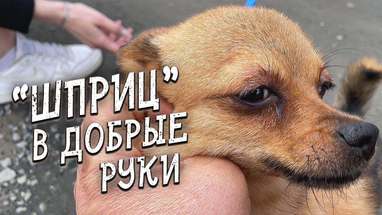 Спасение животных /  Собака метит хозяина. Это нормально?